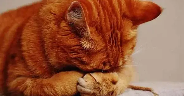 Kucing menutup wajah dengan kaki — ilustrasi risiko sakit menular