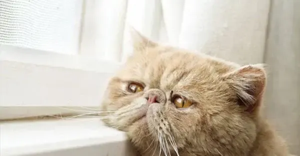 Kucing menatap keluar jendela sendirian — ilustrasi rasa khawatir kucing tidak terurus