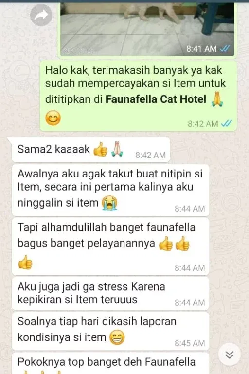Chat WhatsApp Melly, pemilik Item: awalnya takut menitipkan, jadi tenang karena tiap hari dapat laporan kondisi kucing.